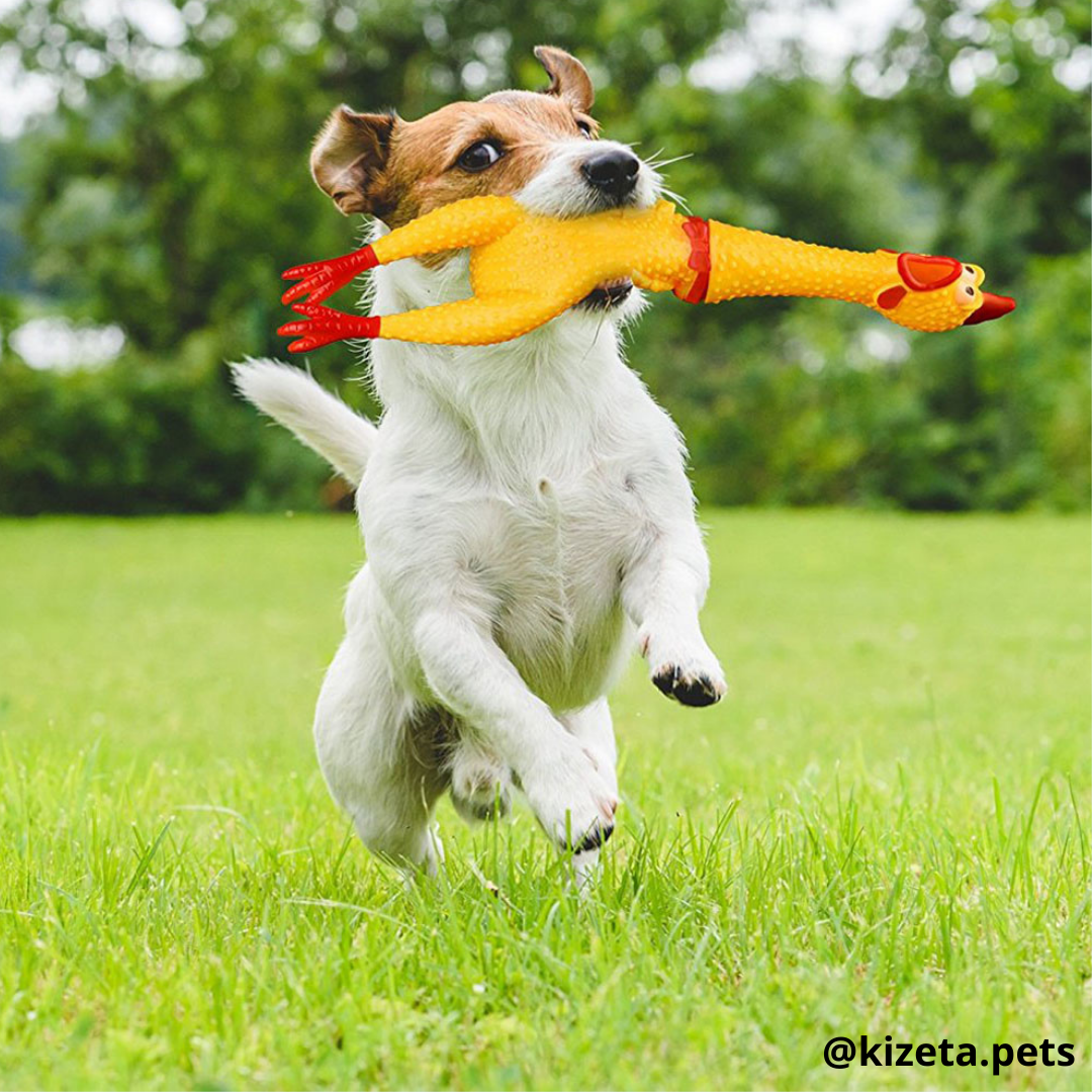 KIT DE 12 JUGUETES PARA PERRO