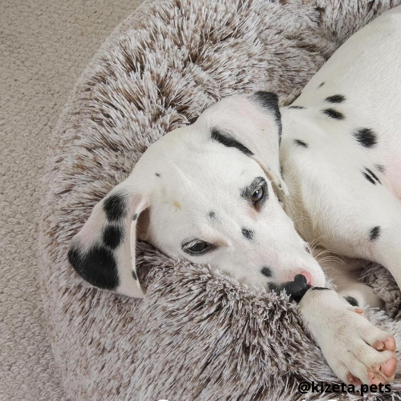 CAMA ANTIANSIEDAD/RELAJANTE EN FORMA DE PATA DE OSO PARA PERROS