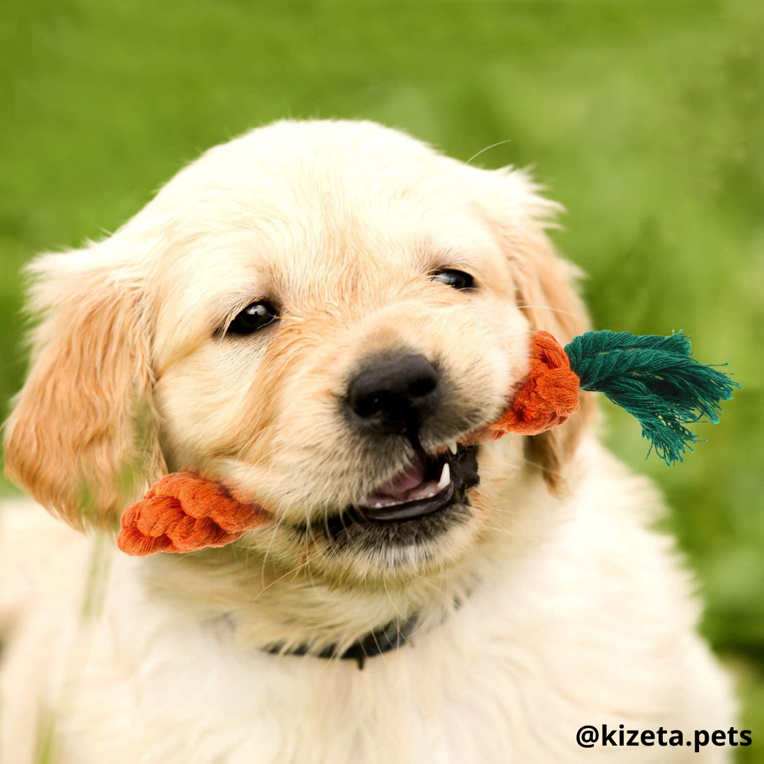 KIT DE 11 JUGUETES PARA PERRO