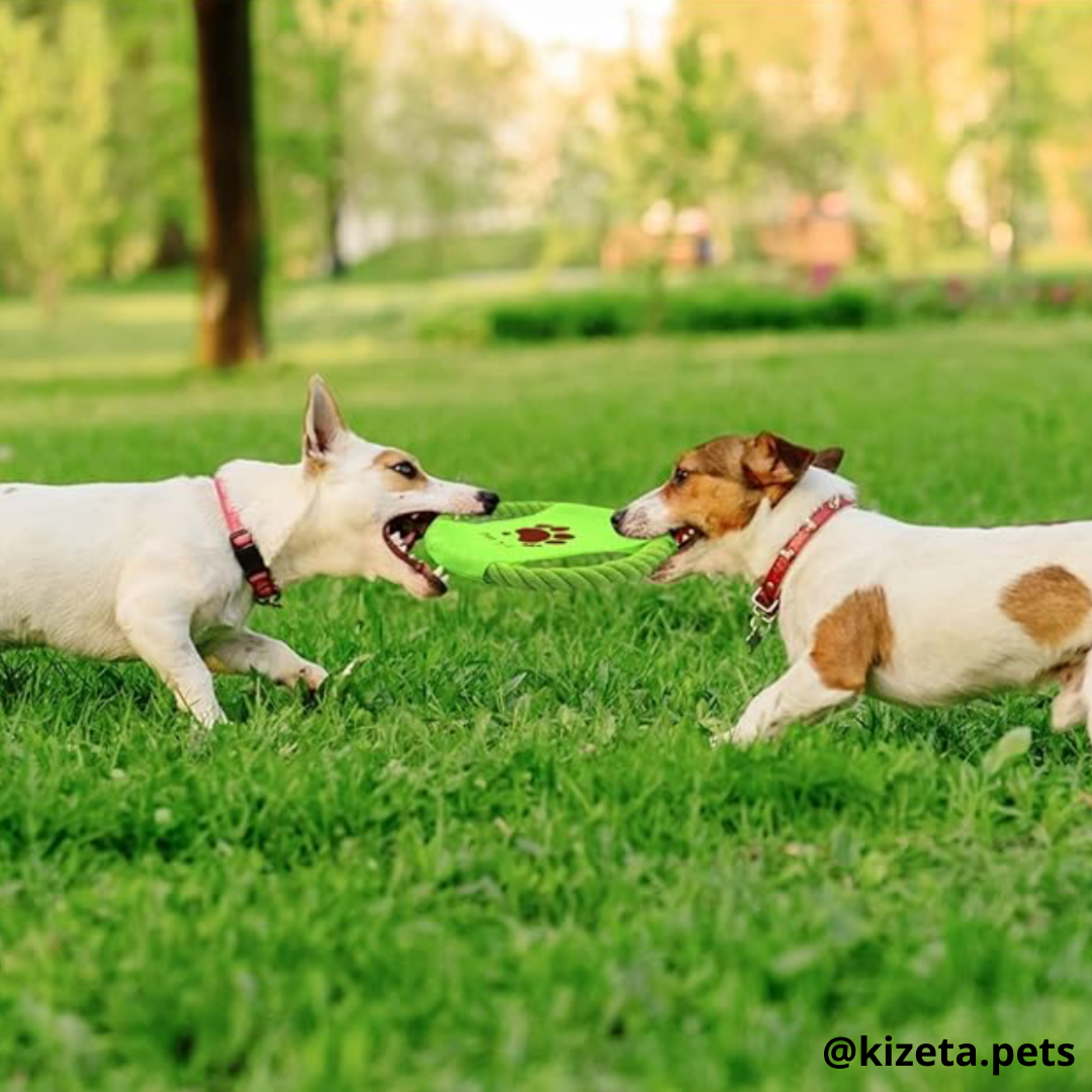 KIT DE 12 JUGUETES PARA PERRO