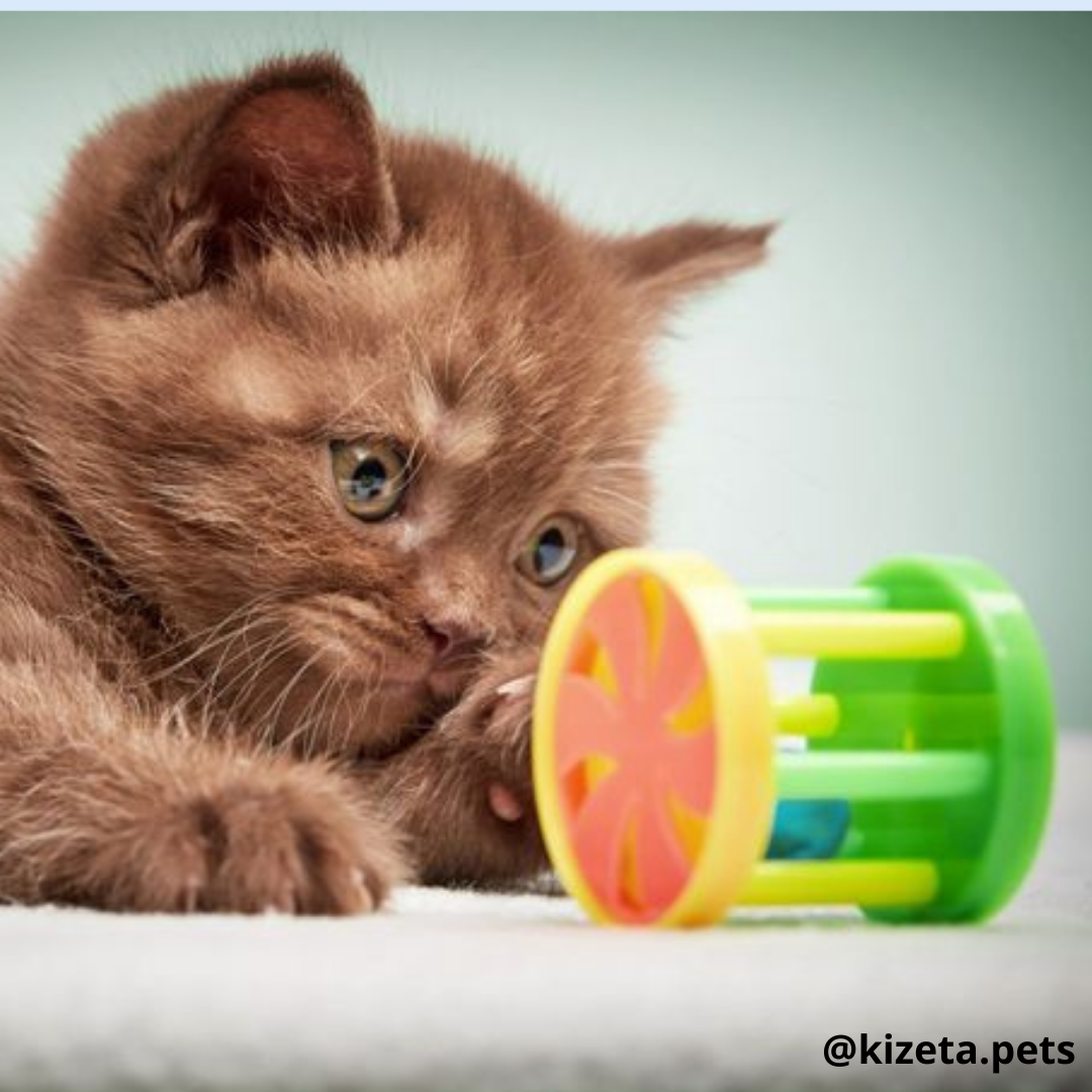 KIT DE 20 JUGUETES PARA GATO